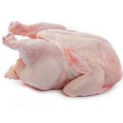 مرغ شمال (کاتیک )