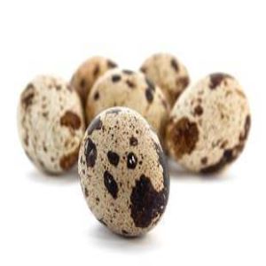 تخم بلدرچین فله