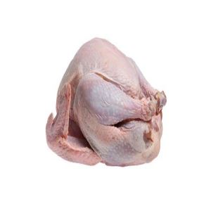 بوقلمون گرم